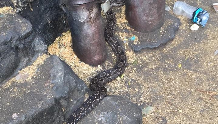 boaconstrictor