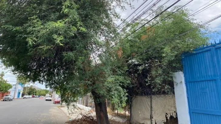 Árbol obstruye cableado eléctrico en la Modelo; vecinos temen por lluvias