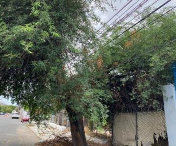 Árbol obstruye cableado eléctrico en la Modelo; vecinos temen por lluvias