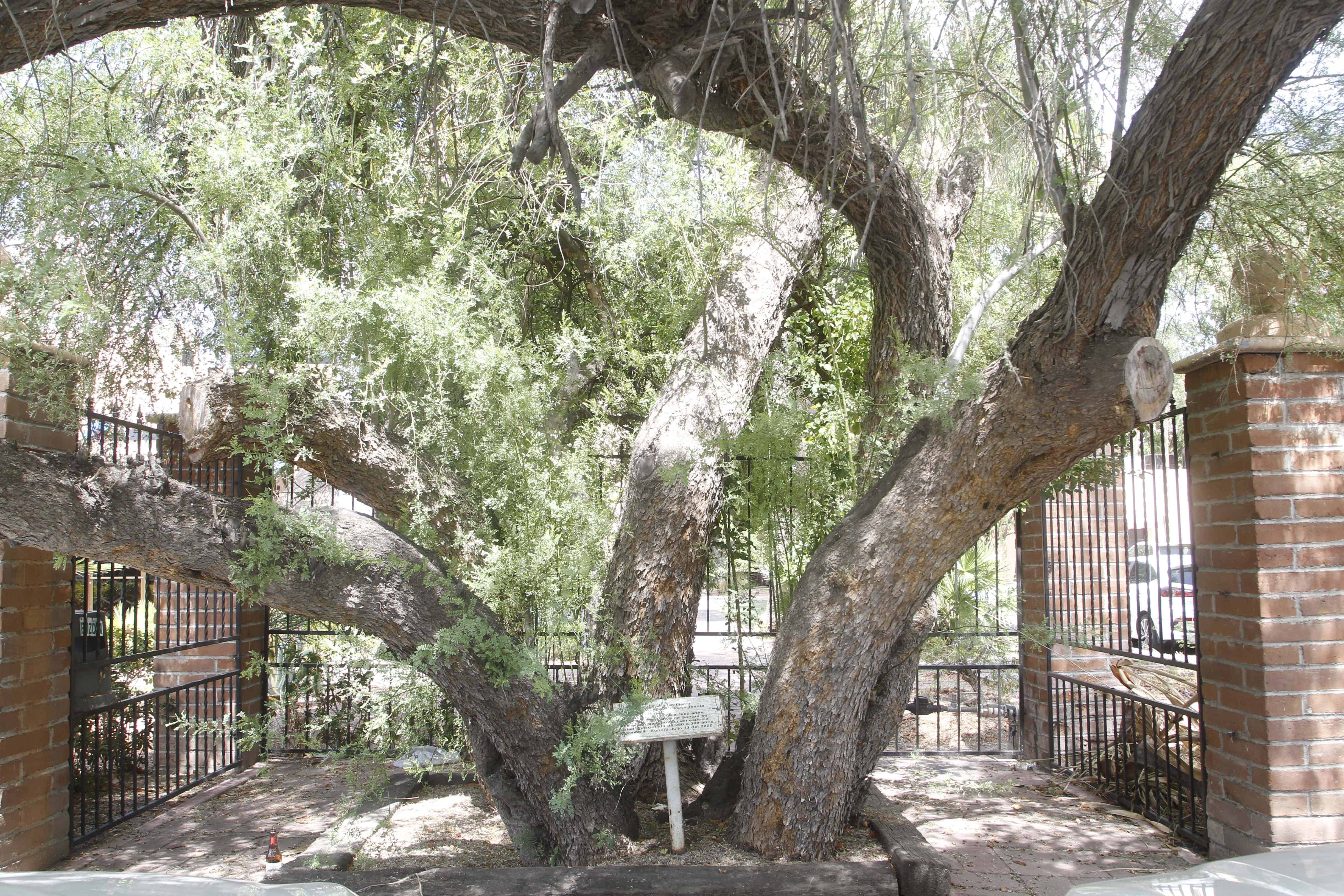 Los árboles más longevos de Hermosillo