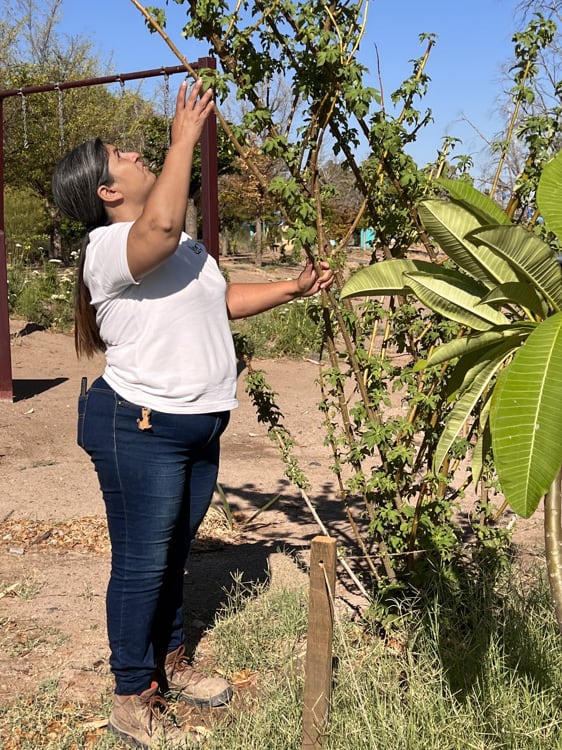 Árboles sagrados que habitan en La Sauceda