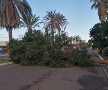 Lluvia en Navojoa derriba árboles y cierra el tránsito