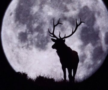 Lo que sabemos de la Luna de Ciervo; cuándo y dónde verla