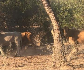 Denuncian que empresas se establecen en ranchos para extraer agua