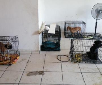 Desalojan veterinaria y ahora buscan a dueños de mascotas internadas