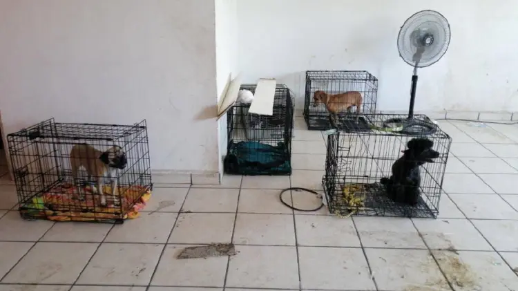 Desalojan veterinaria y ahora buscan a dueños de mascotas internadas