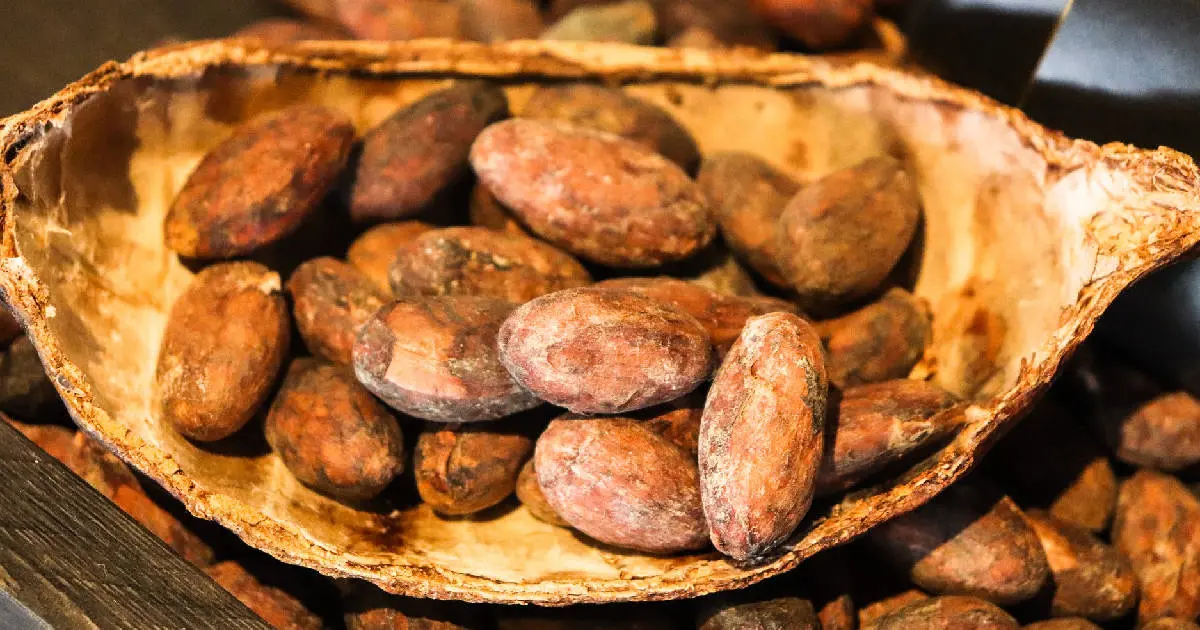 Día Mundial del Cacao: Origen y beneficios de este delicioso fruto