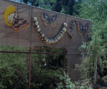 Mariposario de Sonora sufre saqueo; se llevaron 5 mil capullos