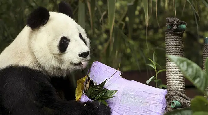 Muere Shuan Shuan, la panda más longeva de México