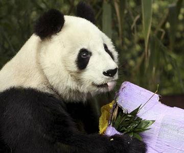 Muere Shuan Shuan, la panda más longeva de México