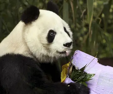 Muere Shuan Shuan, la panda más longeva de México