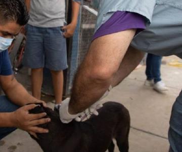 Salud Sonora implementa programa para evitar casos de zoonosis