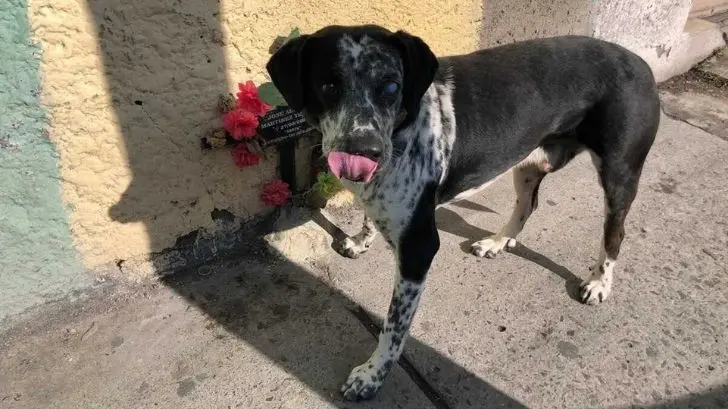 Payaso, el perro que sigue esperando a su dueño atropellado