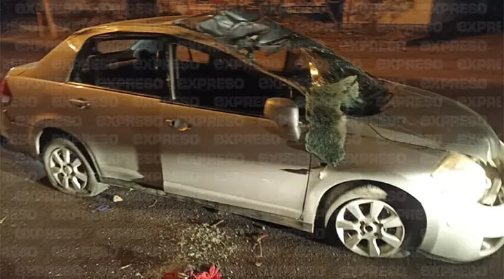 Conductor se estrella contra un árbol por circular a exceso de velocidad