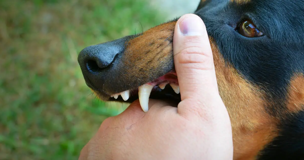 Si has sido atacado por un perro, denuncia; multas ascienden a 26 mil pesos