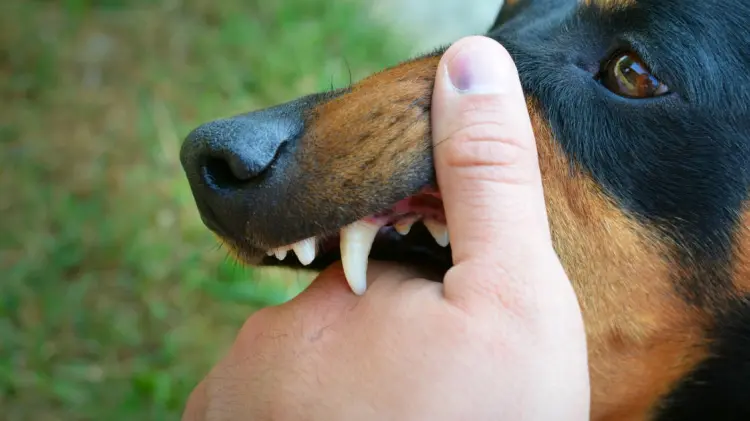 Ilustrativa Freepik/EXPRESO