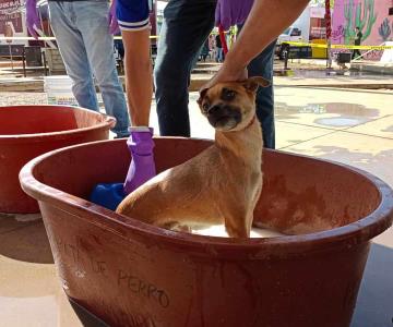 Realizan jornada de bienestar y salud canina en la colonia La Cholla