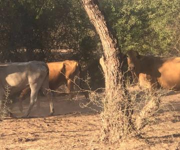 Ganaderos desaprovechan donativo de alimento por parte del Estado