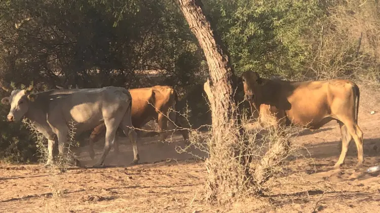 Ganaderos desaprovechan donativo de alimento por parte del Estado