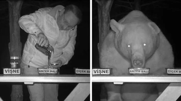 Osos pasan de ladrones a catadores de miel