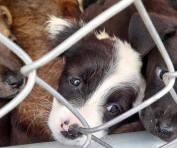 Realizarán feria de salud gratuita para celebrar el Día del Perro