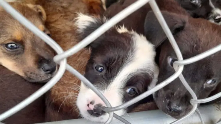 Realizarán feria de salud gratuita para celebrar el Día del Perro