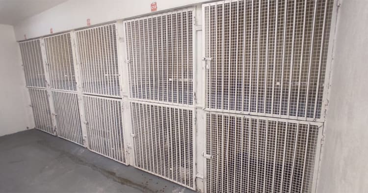 Llaman a crear conciencia sobre la esterilización de mascotas