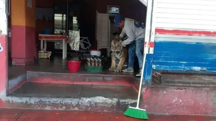 Tigre se pasea por calles de Hidalgo y se mete a local de tacos