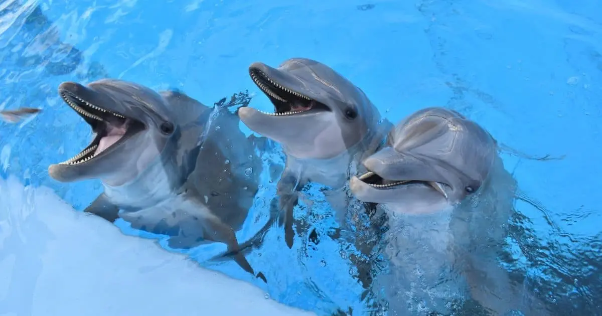 Delfinoterapias en Guaymas le cambian la vida a Luis Ernesto