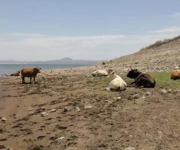 Pega sequía y pandemia a ganaderos en Sonora