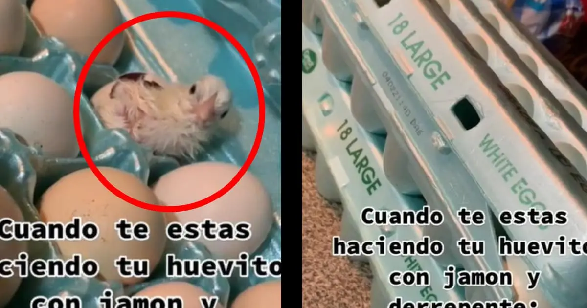 Mujer encuentra pollito en caja de huevos y se viraliza en TikTok