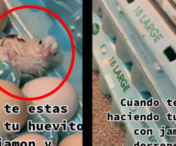 Mujer encuentra pollito en caja de huevos y se viraliza en TikTok