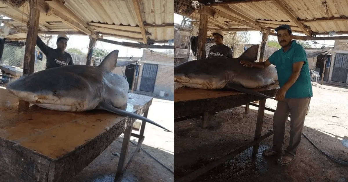 Capturan tiburón blanco de 3 metros en playa de Sonora