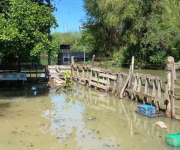 Navojoa: inician retiro de aguas contaminadas en colonia Tetanchopo