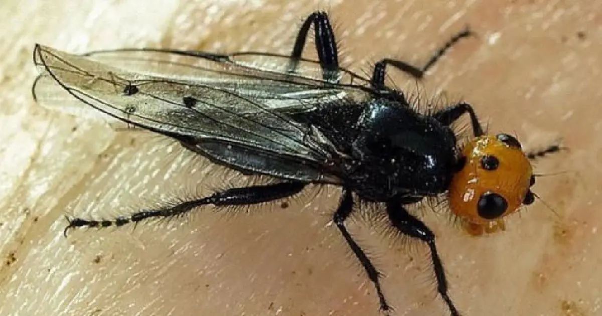 Reaparece especie de mosca quebrantahuesos considerada extinta
