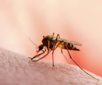 Aumentan casos de dengue en Sonora durante la semana epidemiológica 27