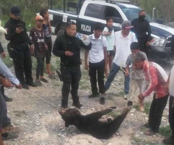 Asfixian a osezno frente a policías