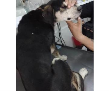 Deysi, perrita rescatada del cerro Chiquihuite está ahora en adopción