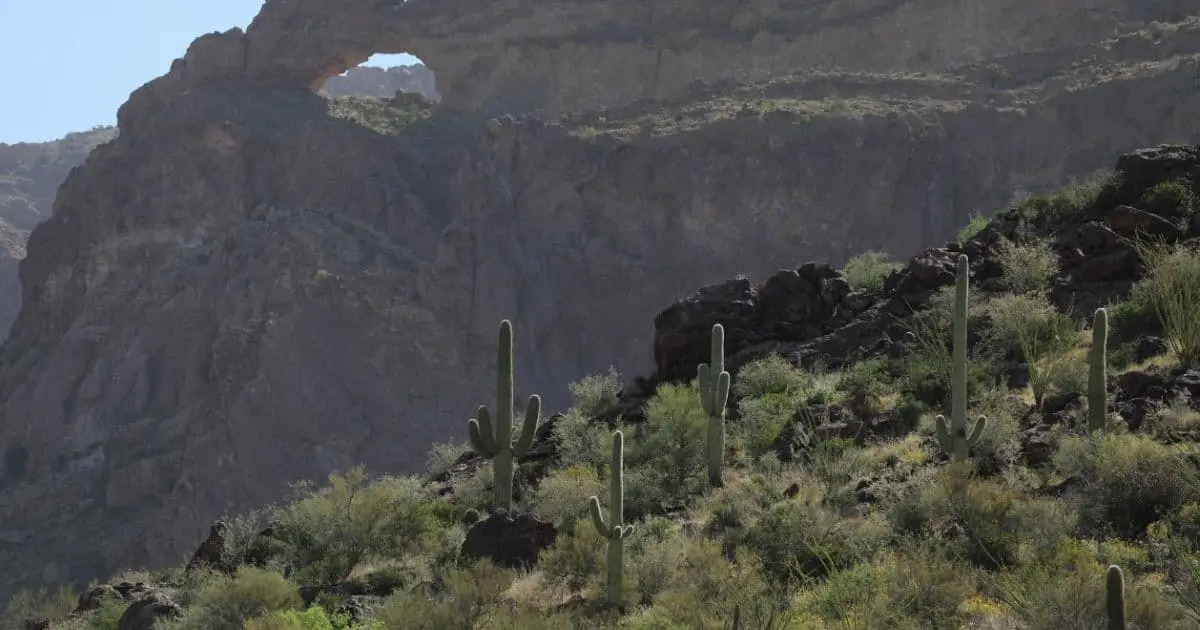 Polleros abandonan a bebé y un niño pequeño en el desierto de Arizona