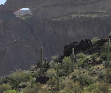 Polleros abandonan a bebé y un niño pequeño en el desierto de Arizona