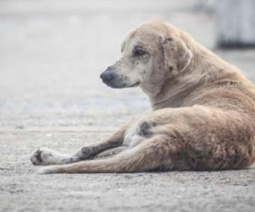 Detienen a hombre acusado de prender fuego a un perro