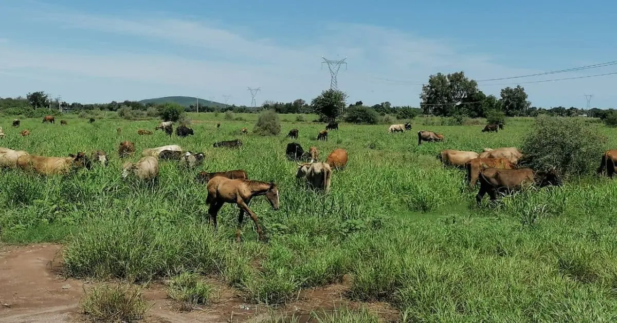 Frío pone en jaque a productores ganaderos del sur del estado