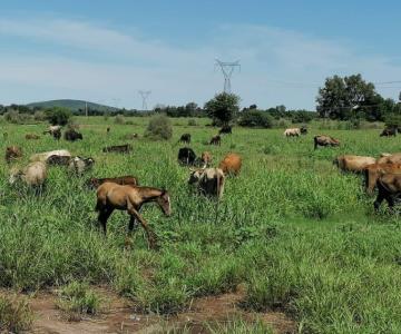 Frío pone en jaque a productores ganaderos del sur del estado