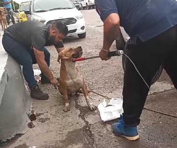 Rescatan a un perrito atrapado en una alcantarilla en la Olivares