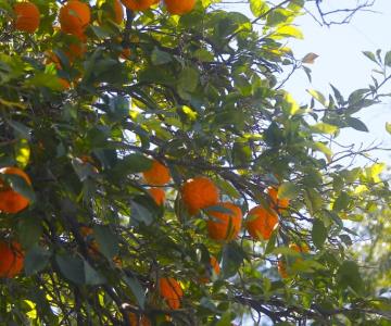 La tradición patria de retirar las naranjas de Plaza Zaragoza