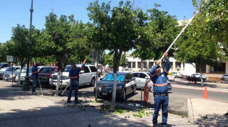 La tradición patria de retirar las naranjas de Plaza Zaragoza
