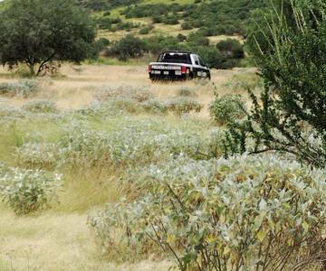 Colectivo de búsqueda encuentra tres cuerpos entre Ímuris y Hermosillo