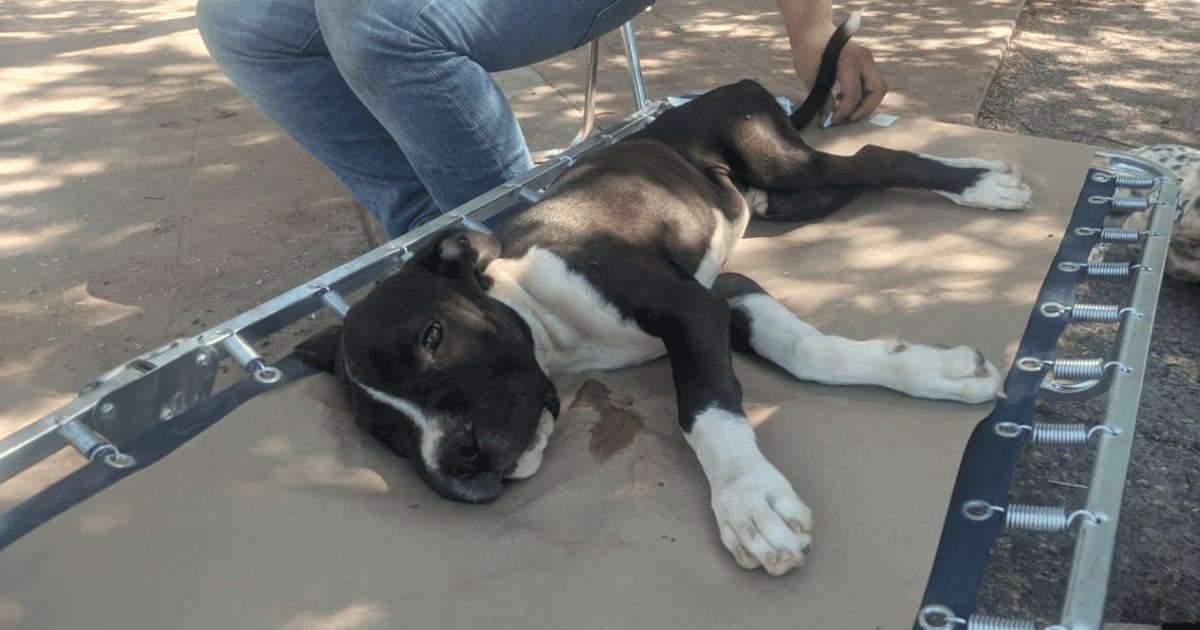 Arrancan jornadas de esterilización para perros y gatos en Sonora