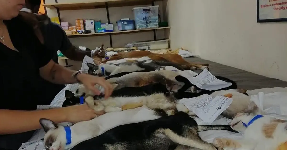 Esterilizan a más de 400 mascotas en San Carlos