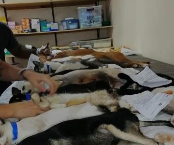 Esterilizan a más de 400 mascotas en San Carlos